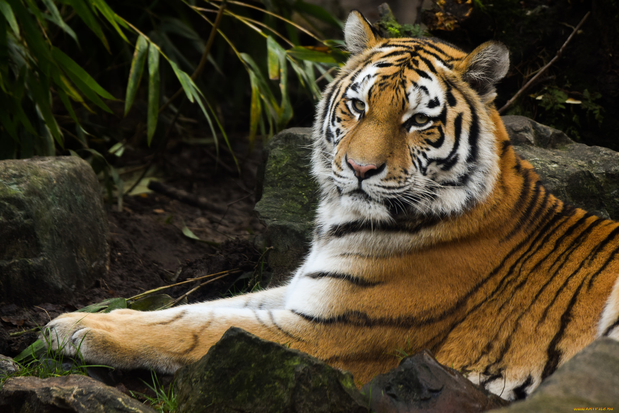 siberian tiger, , , 